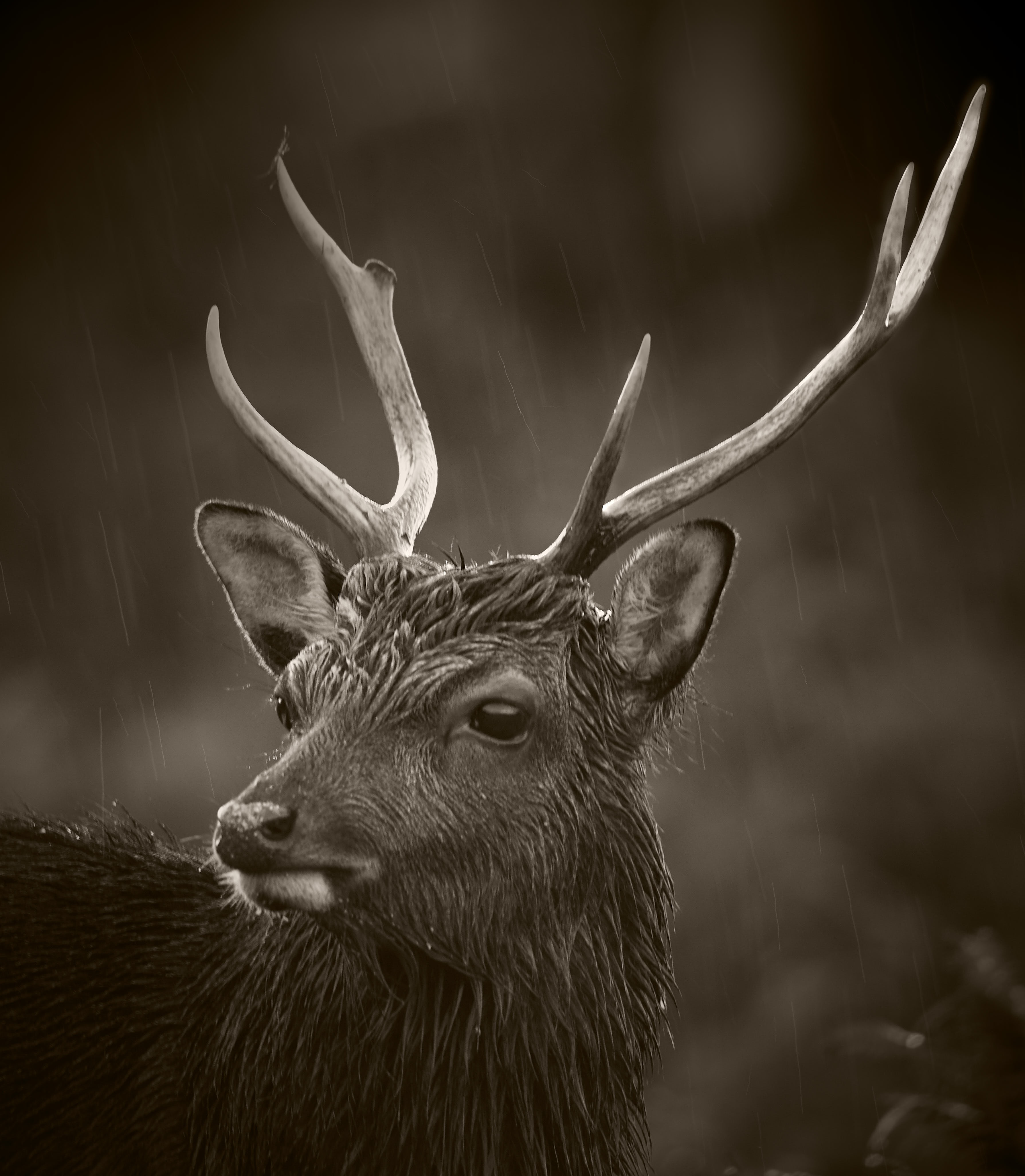 Sika Stag V1